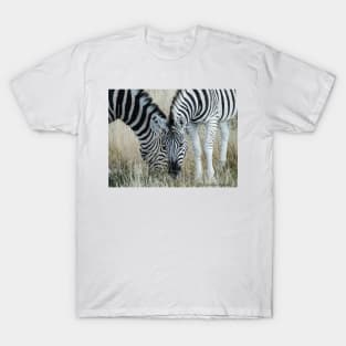 Grazing zebra on African plains T-Shirt